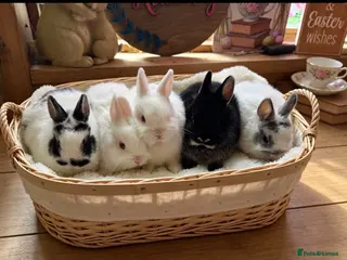 Netherland Dwarf rabbits Pedigree Netherland dwarfs available - Advert 4
