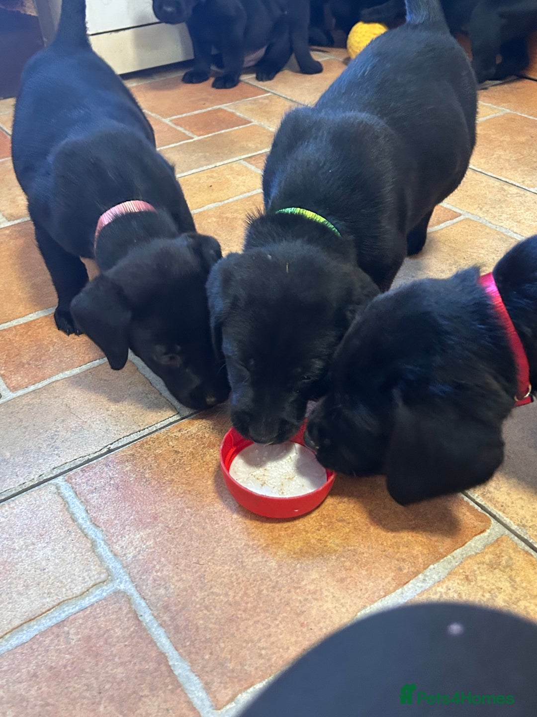 Labrador Retriever dogs for sale: GORGEOUS LITTER OF BLACK LABRADOR PUPPIES!! - Advert 7
