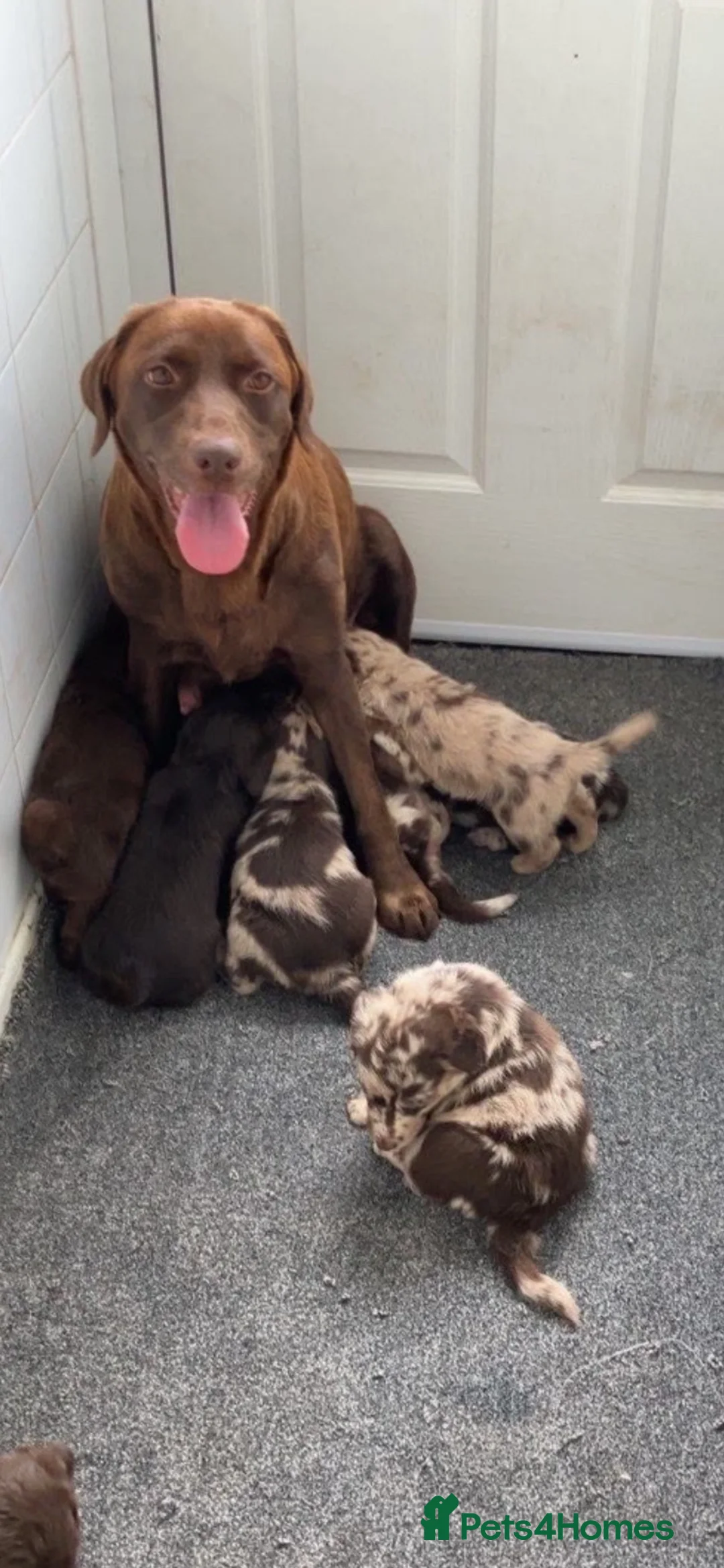 Labradoodle dogs for sale: Beautiful miniature labradoodle puppies - Advert 6