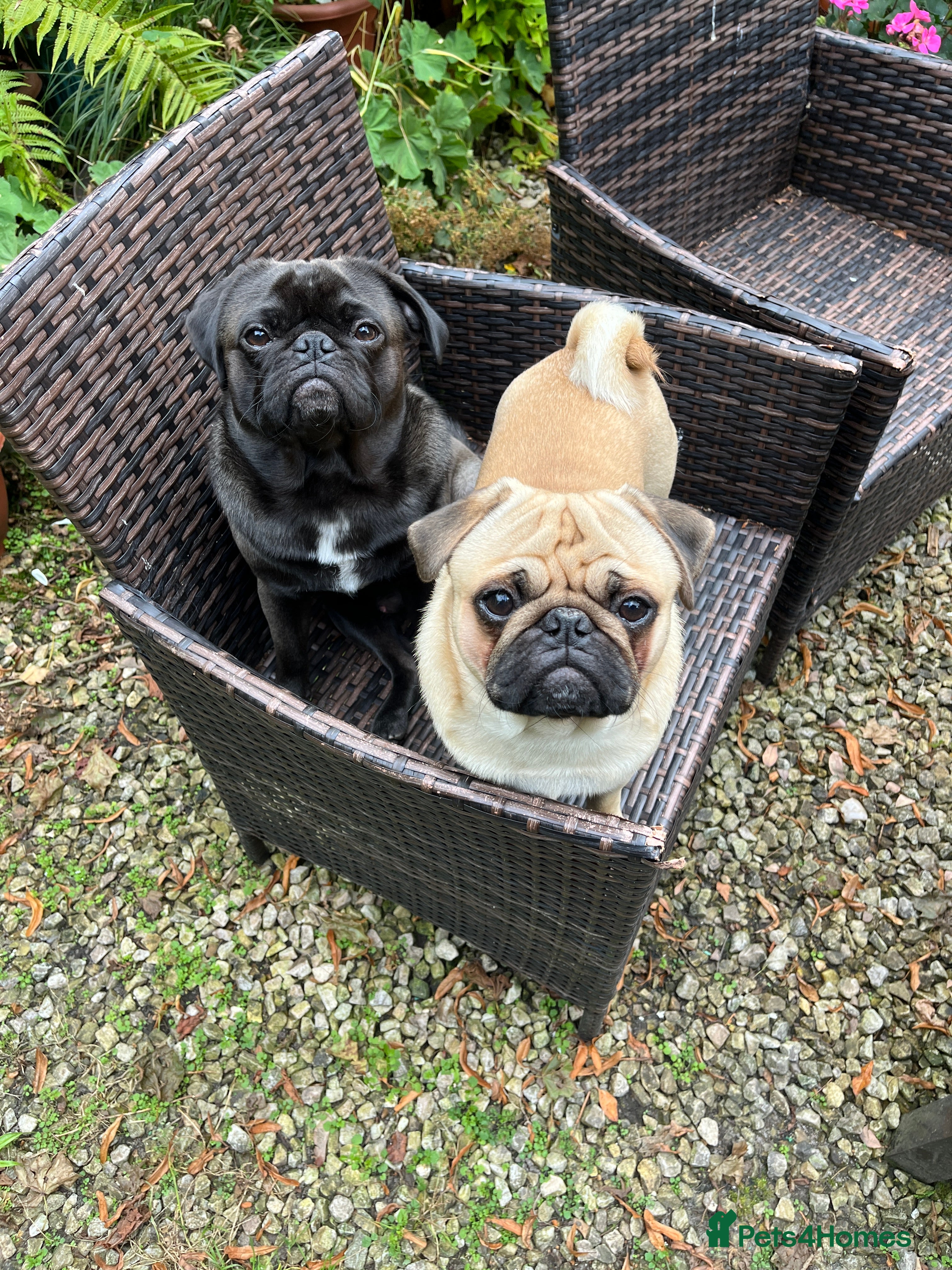 Pug dogs Pug for Stud - Advert 15