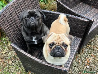 Pug dogs Pug for Stud - Advert 2