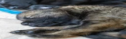 German Shepherd dogs for sale: Last 1 ** Elite Working GSDs – KC, Health Tested * - Advert 17