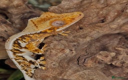 Gecko reptiles for sale: High expression Lily white Crested Gecko - Image 2