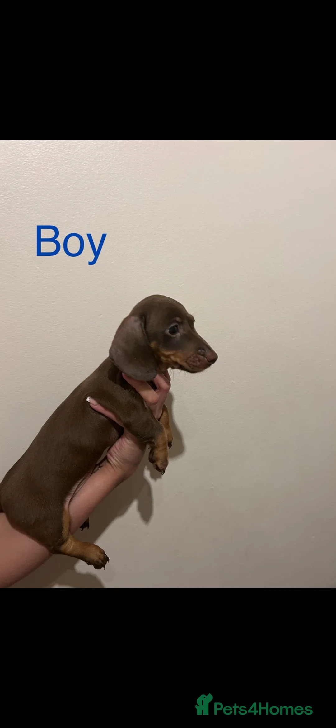Dachshund dogs for sale: Beautiful little of KC registered mini daschunds - Advert 7