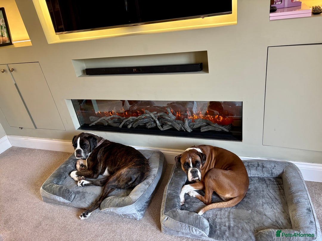 Boxer dogs for sale: Our Beautiful Boxer Dog Roxy is available - Advert 3