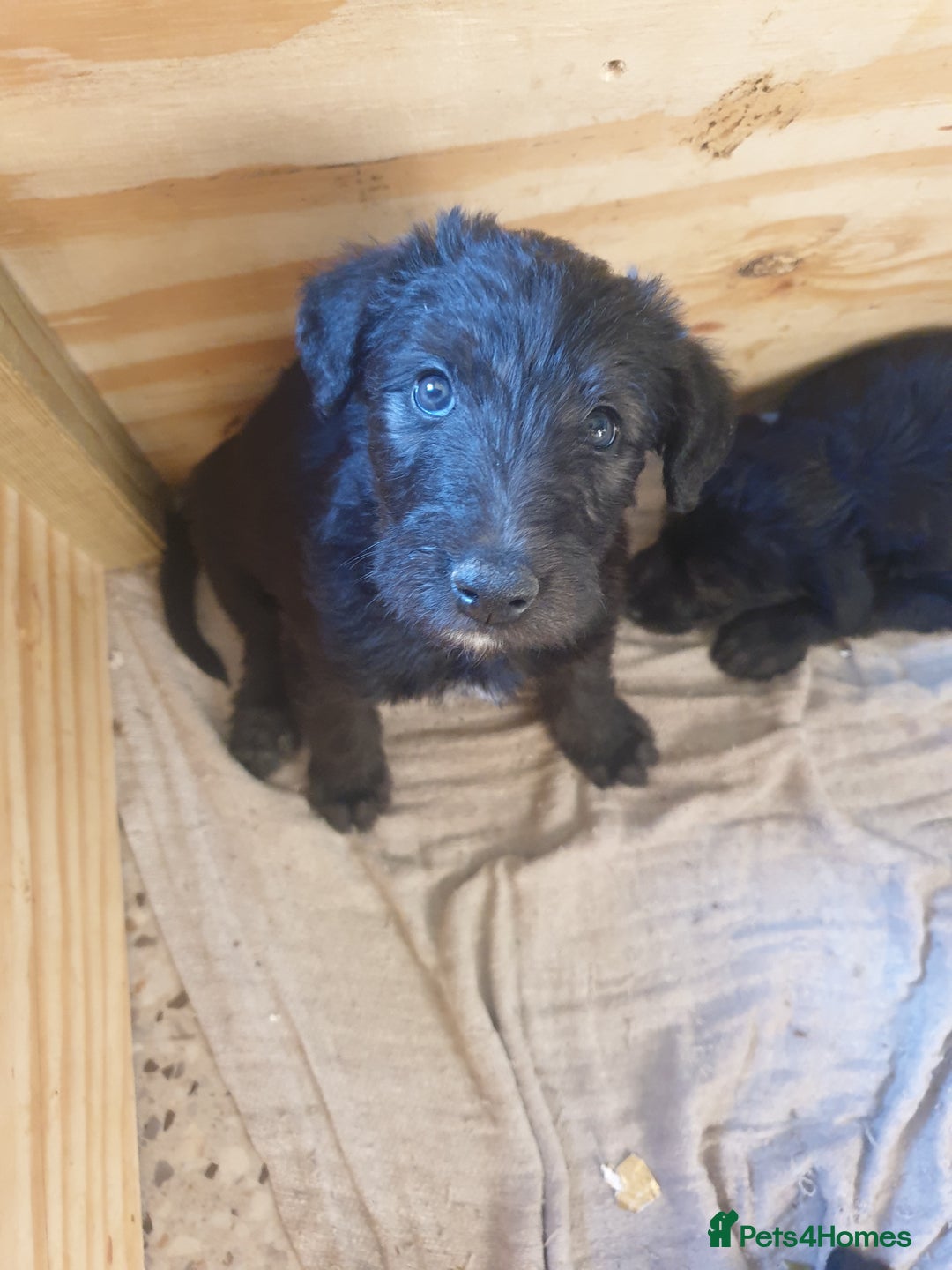 Lurcher dogs for sale: Lurcher - Advert 5