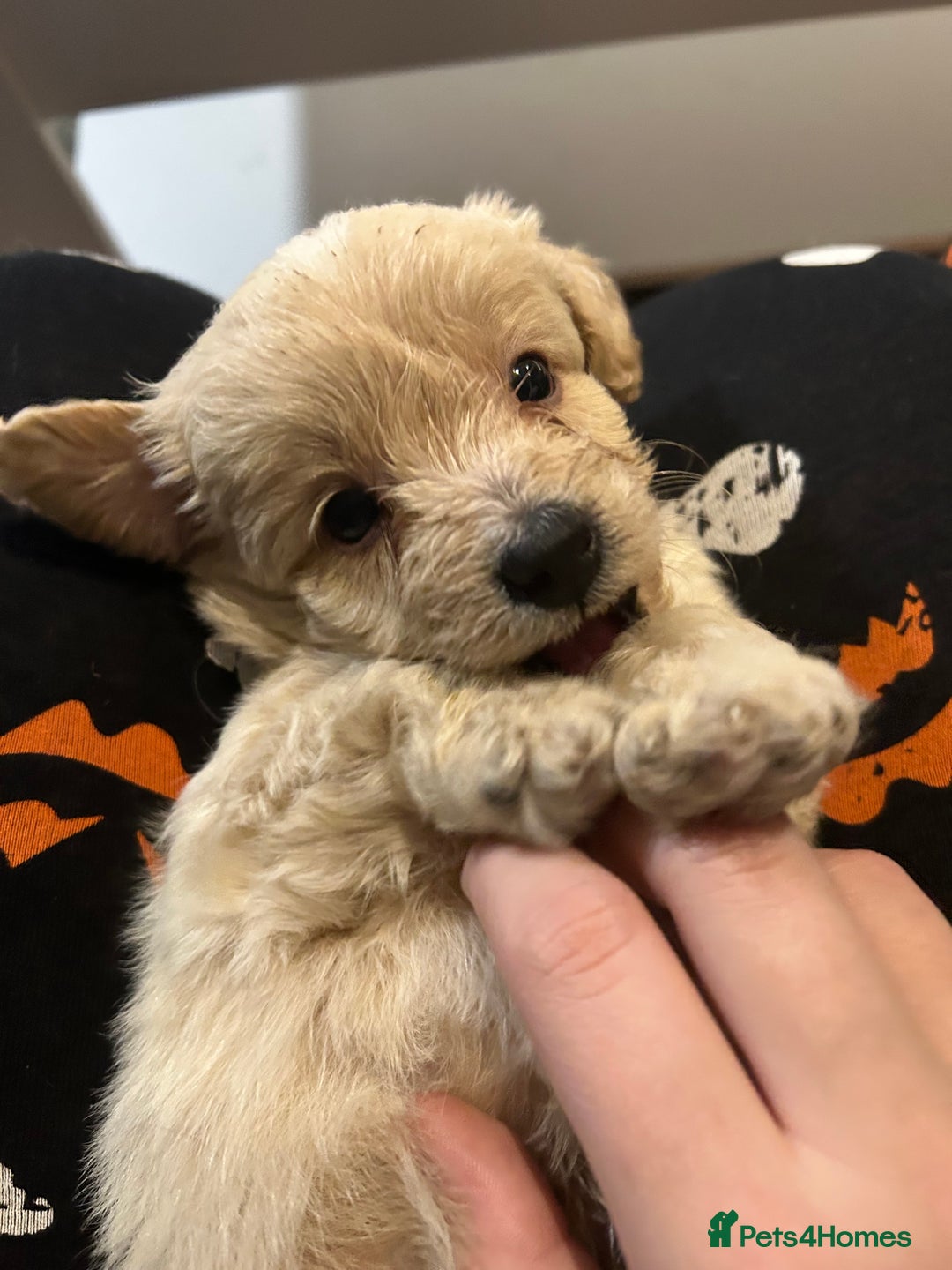 Mixed Breed dogs for sale: READY HALLOWEEN Stunning ShihpooXSproodle puppies - Image 1