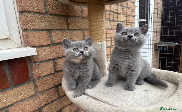 British Shorthair cats - Advert 3