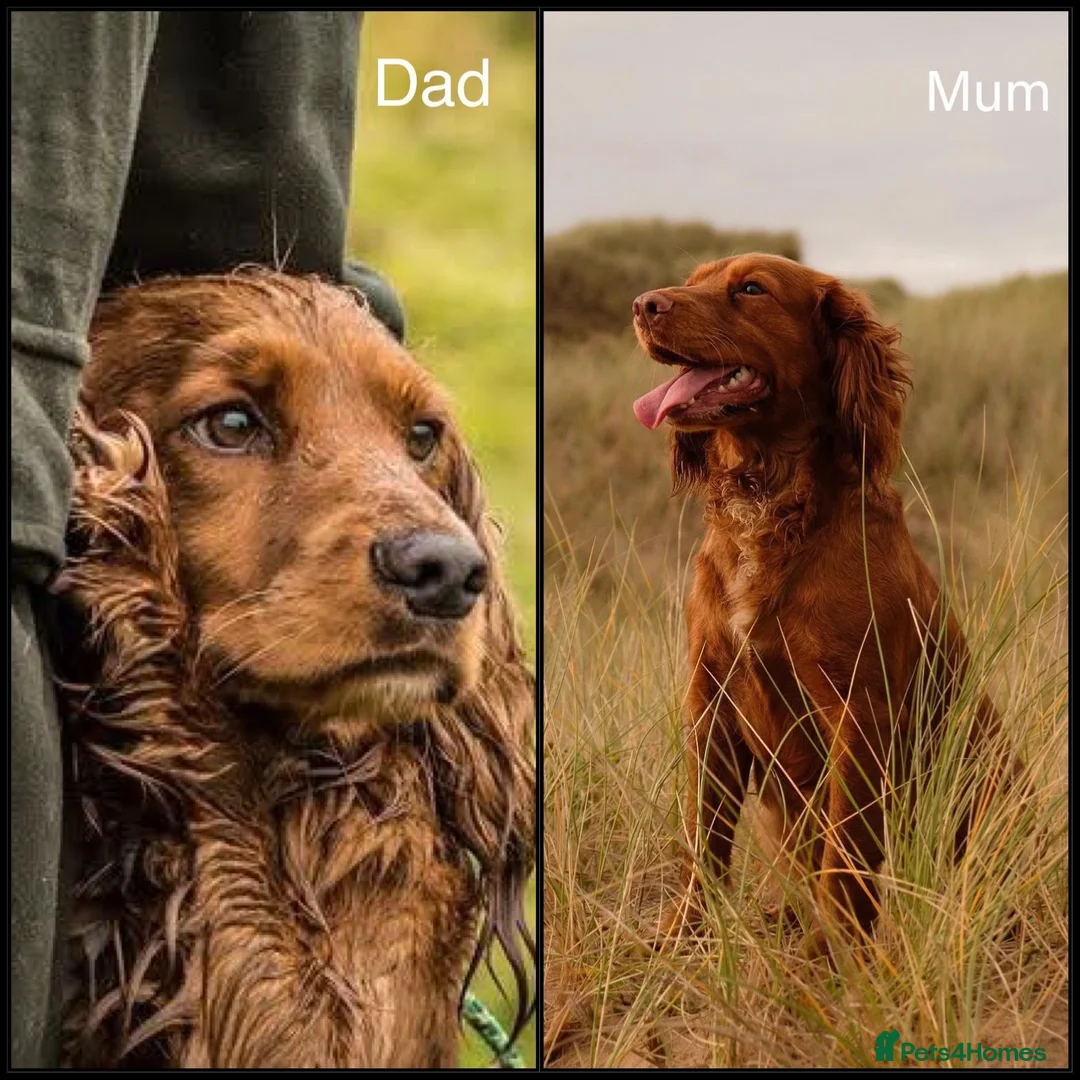 Cocker Spaniel dogs for sale: Cocker spaniel  - Advert 17