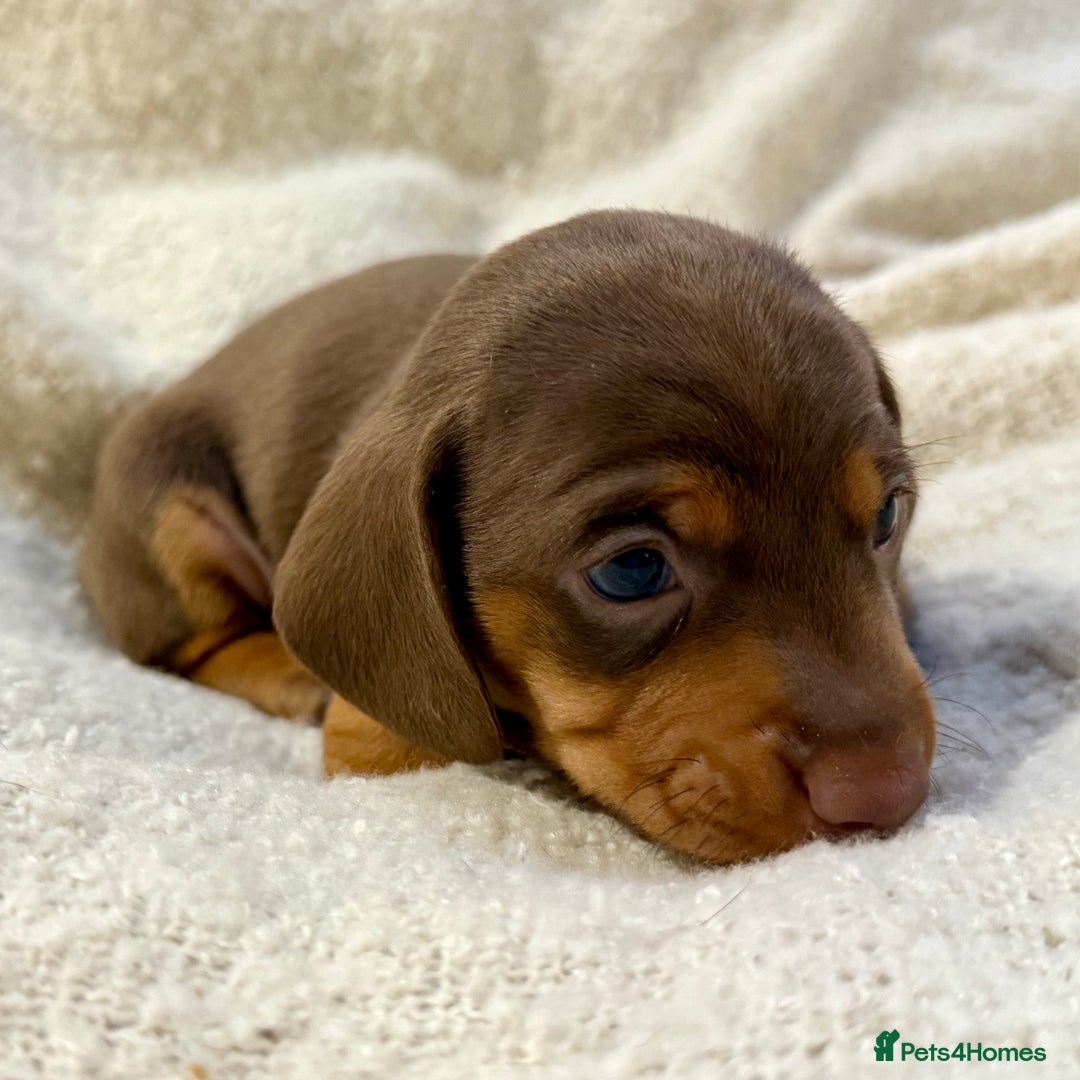 Miniature Dachshund dogs for sale: Mini Dachshund KC Reg -  ONLY 3 MALE PUPS LEFT!  - Advert 18