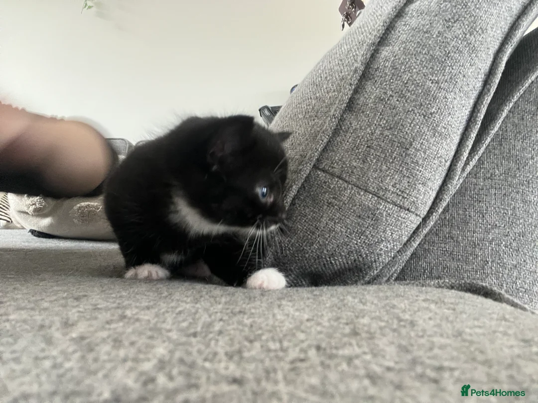 Mixed Breed cats for sale: 1 female kitten left - Advert 5