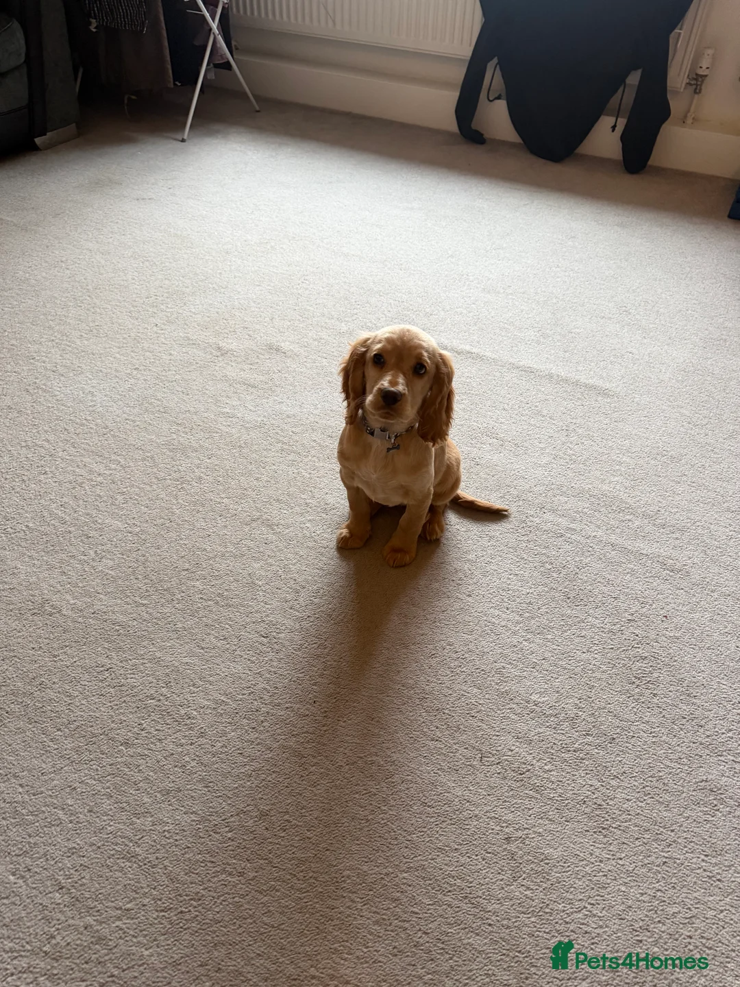 Cocker Spaniel dogs for sale: 14-Week Puppy Needs Loving Forever Home - Advert 6