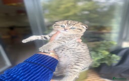 British Shorthair cats for sale: British rainbow shorthair kittens - Image 21