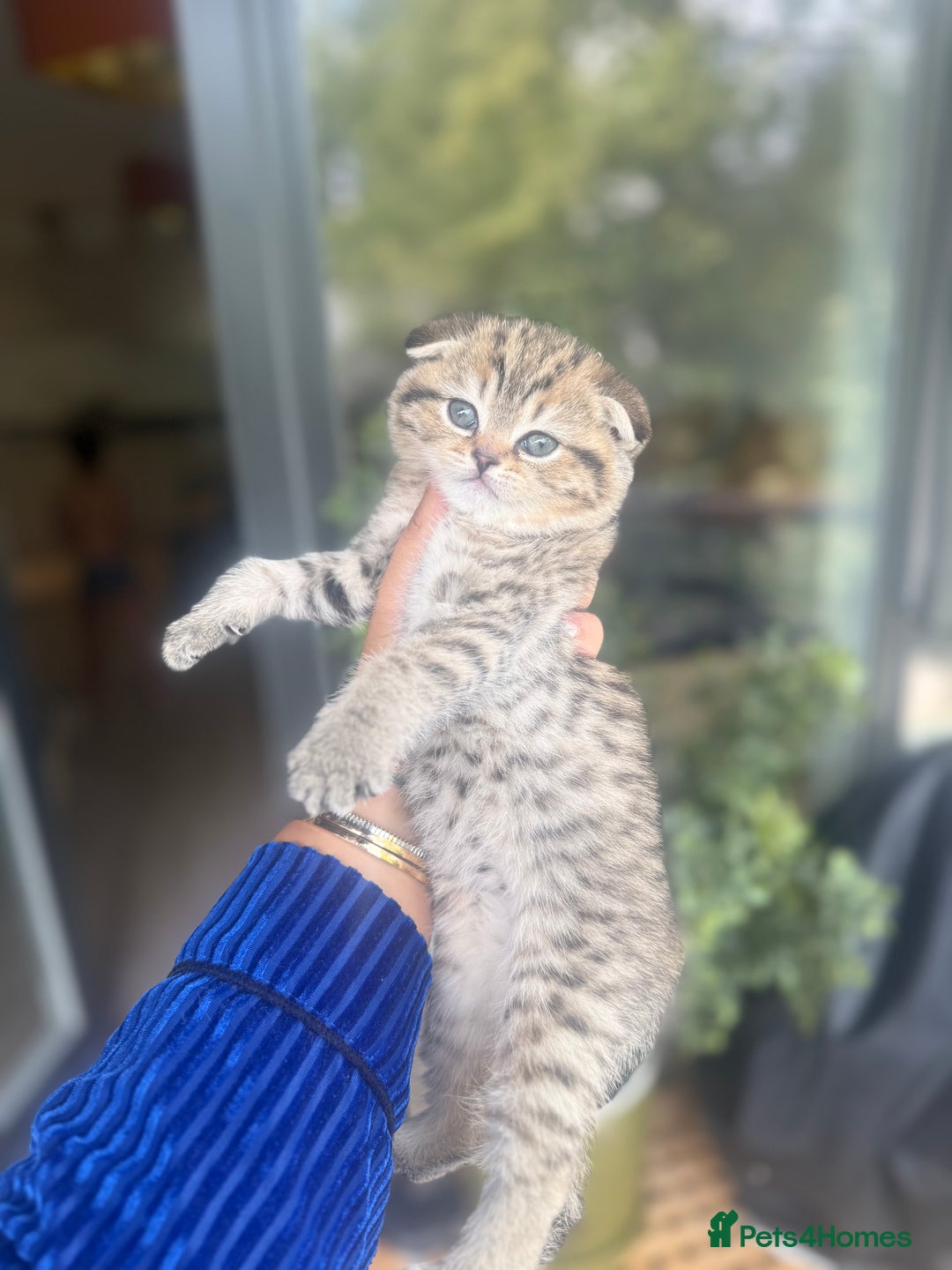 British Shorthair cats for sale: British rainbow shorthair kittens - Image 21