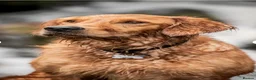 Golden Retriever dogs for sale: Beautiful golden retriever puppies due early June - Advert 3