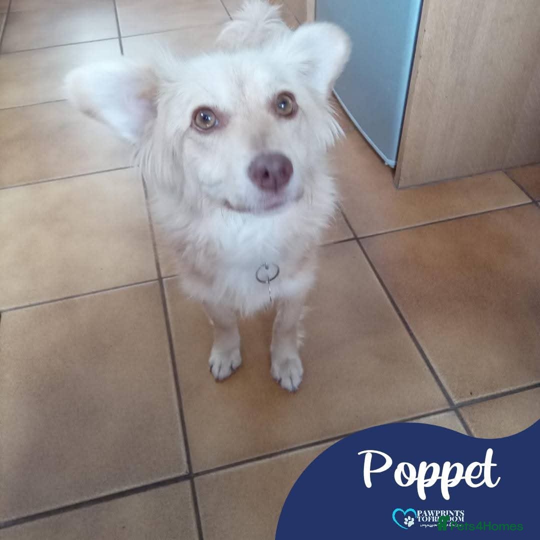 Mixed Breed dogs for adoption: Meet Poppet, currently residing in South Wales - Image 1