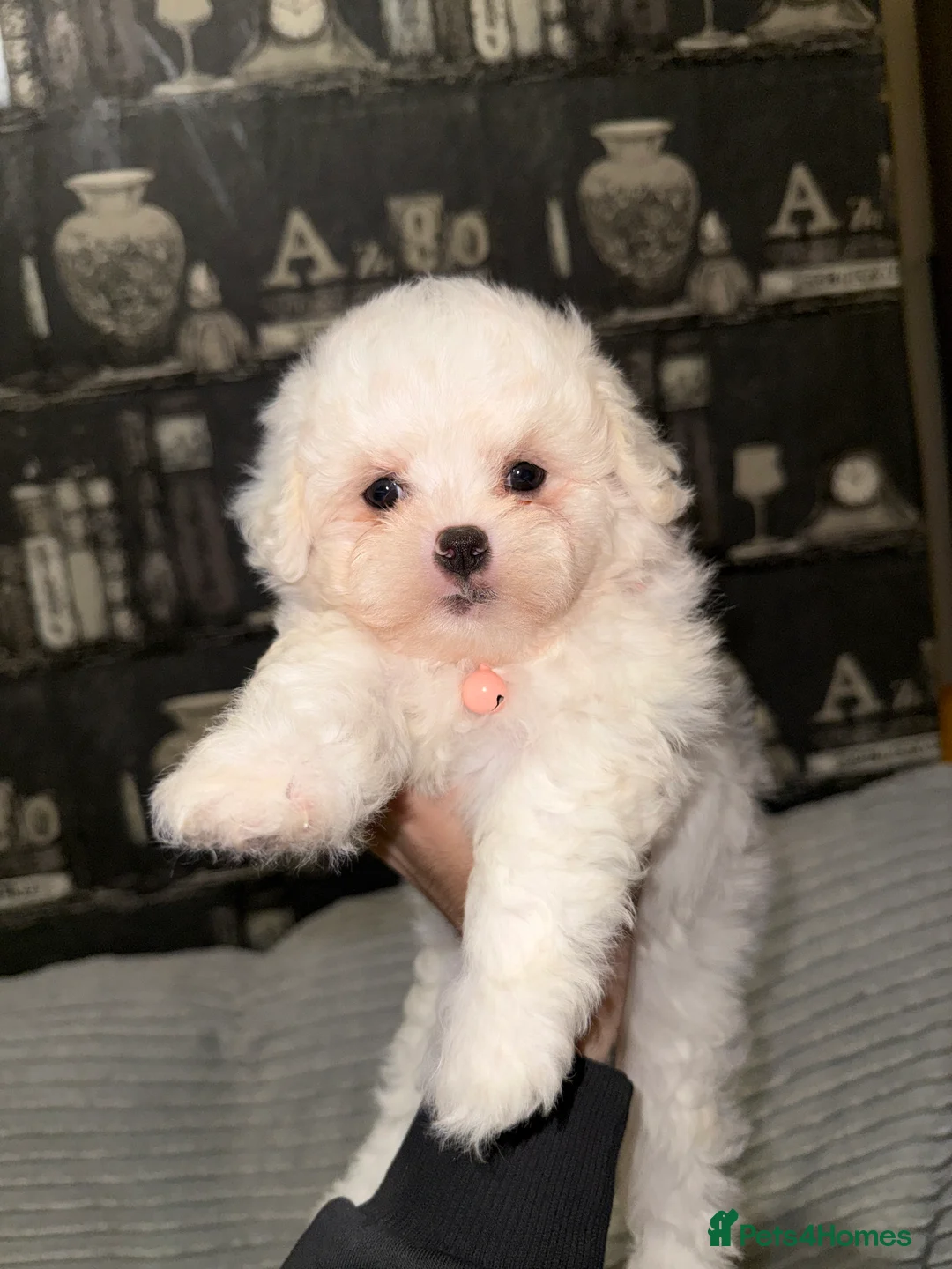 Bichon Frise dogs for sale: 2little bichon frise looking for a new home❤️🩷💚 - Advert 16
