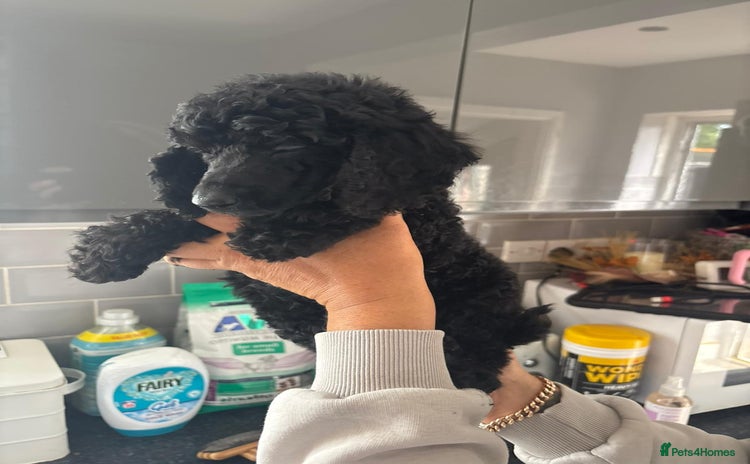 Miniature Poodle dogs - Advert 4