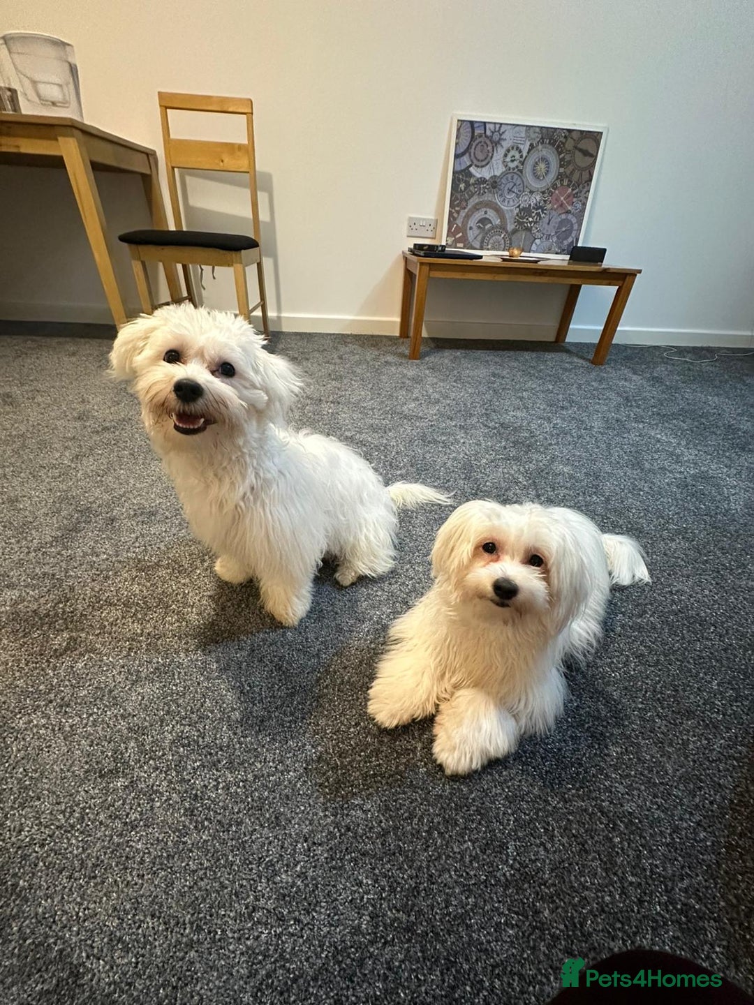 Maltese dogs for sale: URGENT ! maltese girl looking for new home  - Image 4