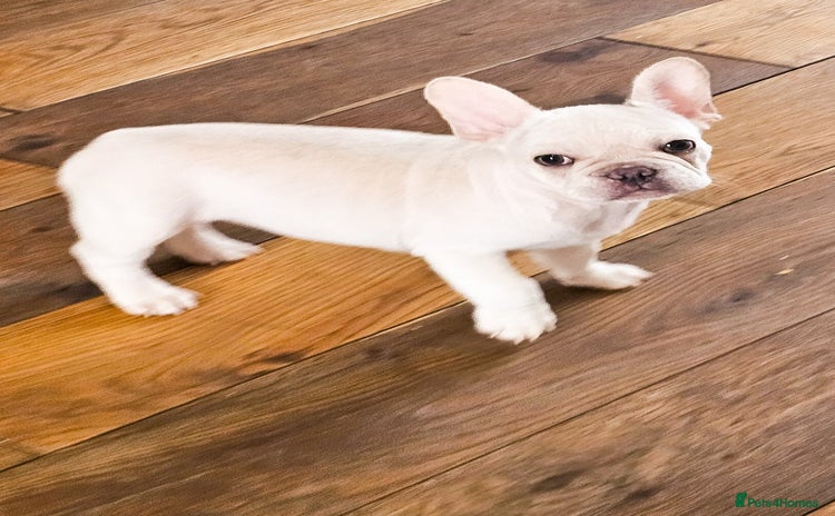 French Bulldog dogs - Advert 6