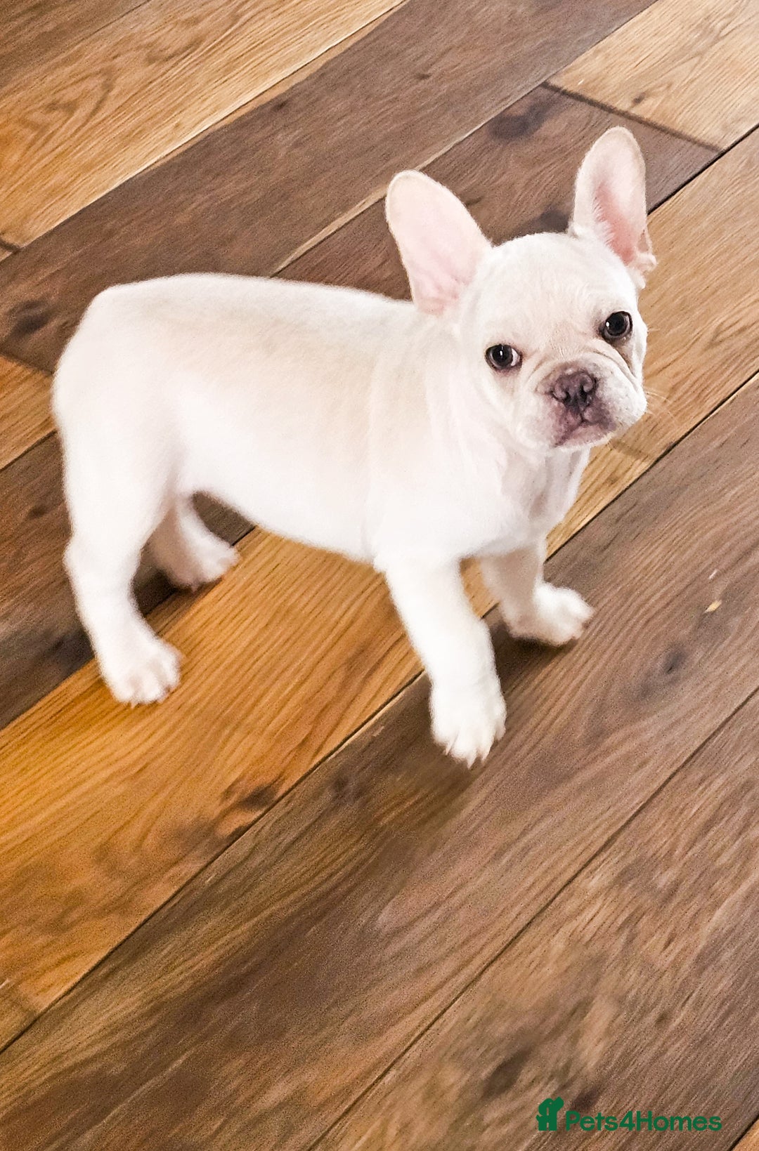 French Bulldog dogs for sale: Five star 🌟 Homes needed  - Image 1