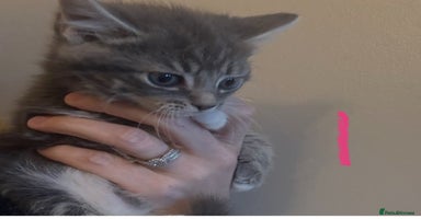 Mixed Breed cats - Advert 5