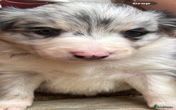 Border Collie dogs for sale: Fluffy long coat Blue merle border collie puppies - Image 26