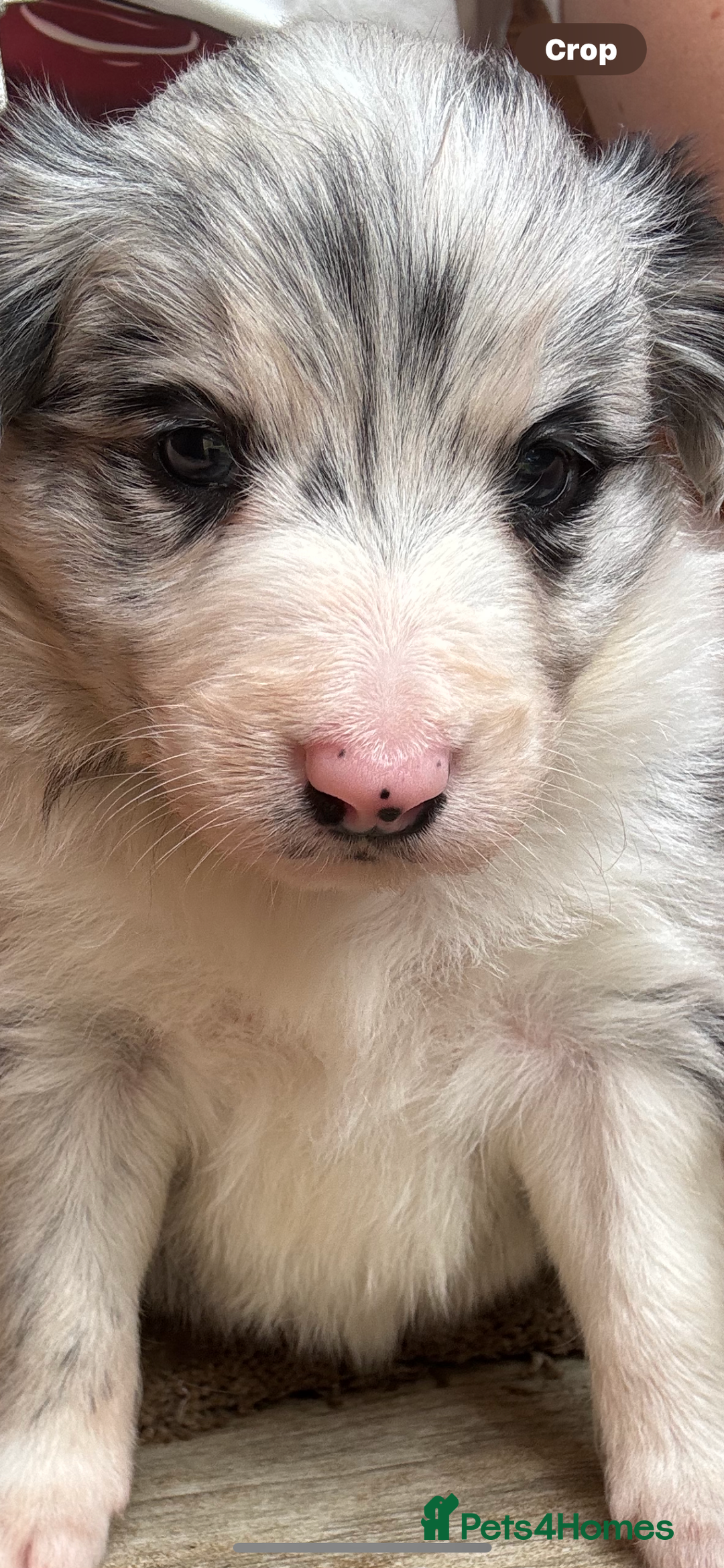 Border Collie dogs for sale: Fluffy long coat Blue merle border collie puppies - Image 26