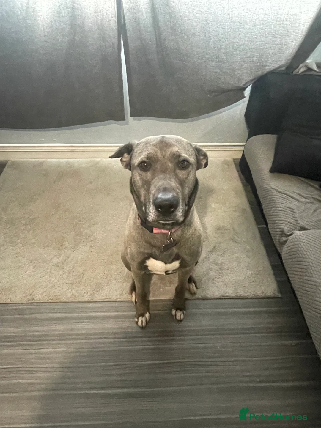 Mixed Breed dogs for sale: Dog forever home - Advert 3