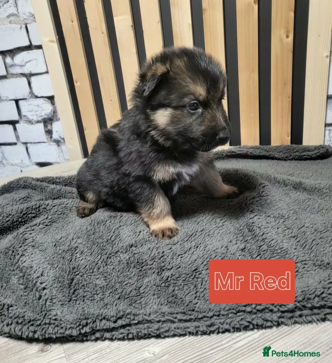 German Shepherd dogs for sale: German Shepherd/Alsatian puppies - Advert 6