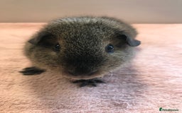 Guinea Pig rodents for sale: Tweedy boar and Lemon Rex Sow - Image 4
