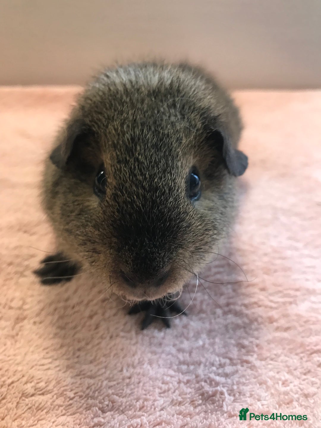 Guinea Pig rodents for sale: Tweedy boar and Lemon Rex Sow - Image 4