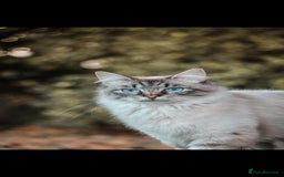 Siberian cats for sale: Beautiful Rare Pure Siberian Kittens For Sale. - Image 2