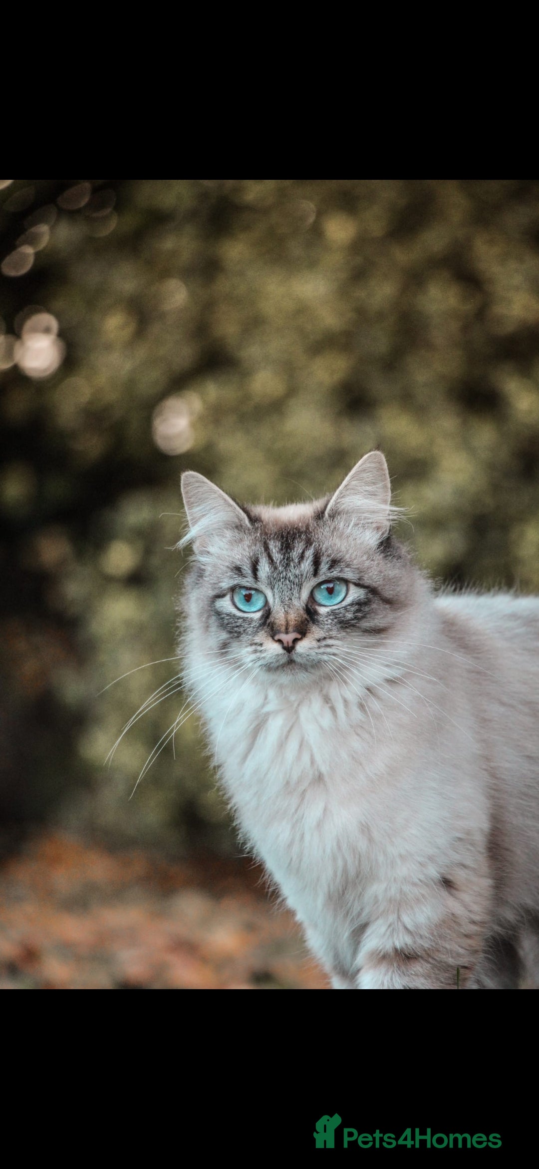 Siberian cats for sale: Beautiful Rare Pure Siberian Kittens For Sale. - Image 2