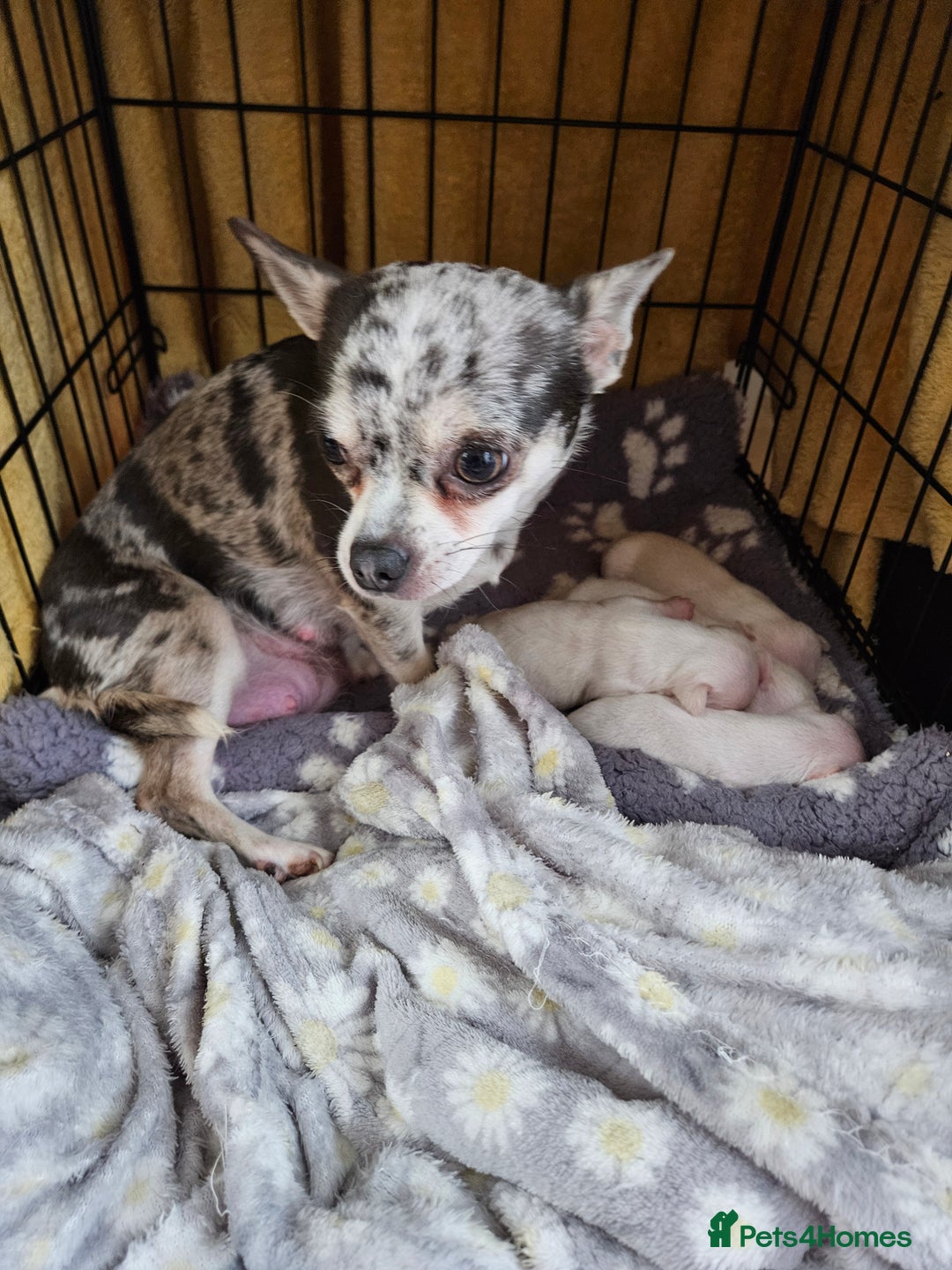 Chihuahua dogs for sale: Pure Snow White  Female Chihuahuas  - Advert 5