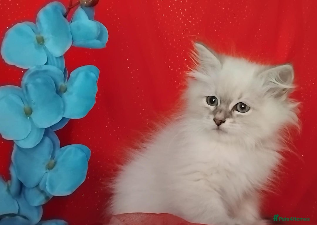 Siberian cats for sale: Siberian kittens for sale  - Image 12