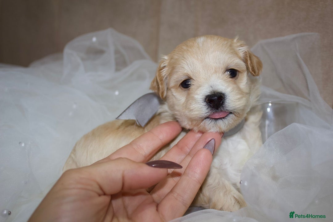 Maltipoo dogs for sale: F1 small Maltipoo puppies - Image 6