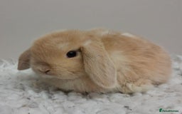 Mini Lop rabbits for sale: Vaccinated Min Lops-please read advert. - Image 5