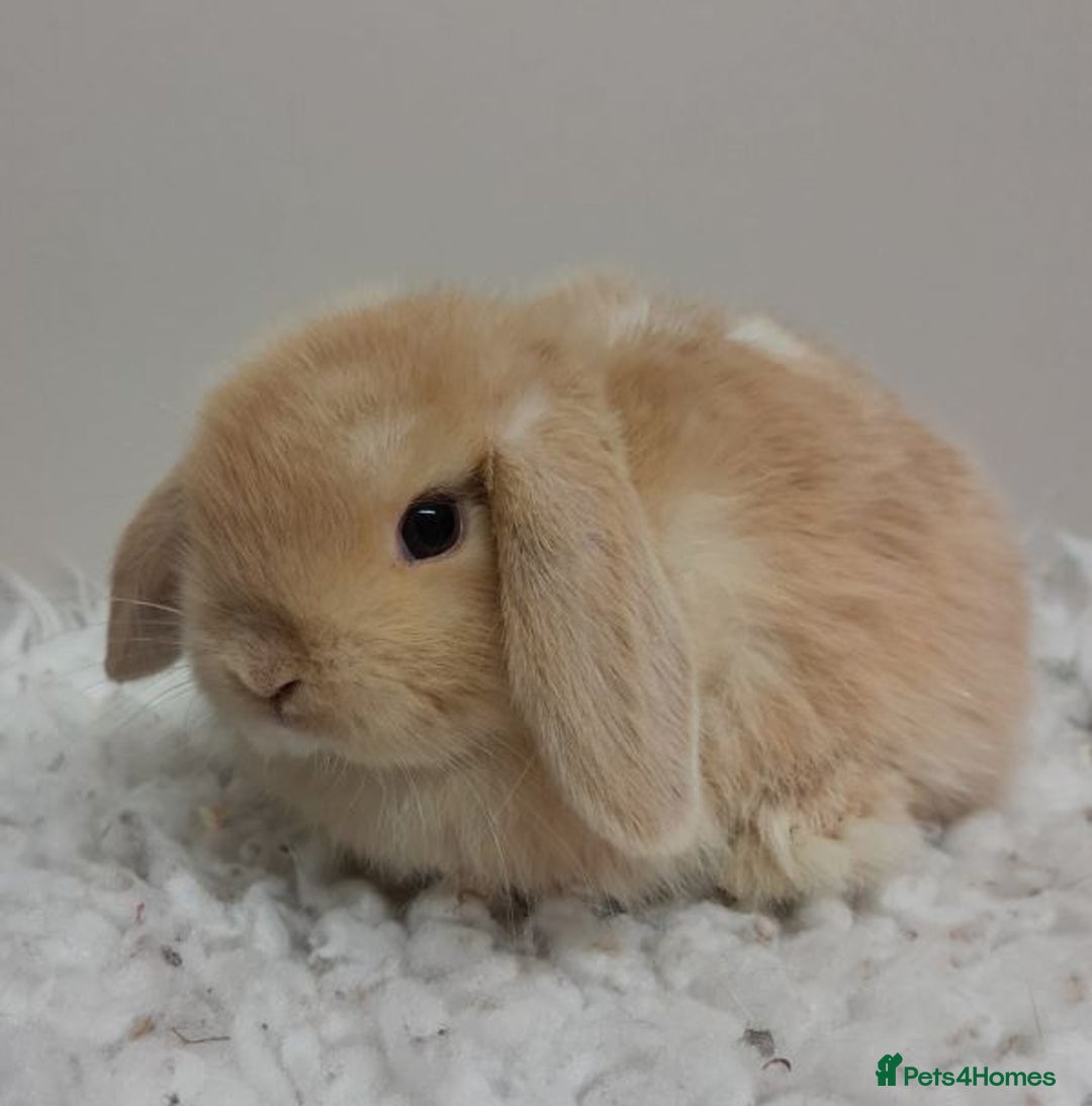 Mini Lop rabbits for sale: Vaccinated Min Lops-please read advert. - Image 5