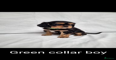 Cavalier King Charles Spaniel dogs - Advert 4