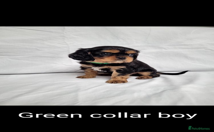 Cavalier King Charles Spaniel dogs - Advert 2