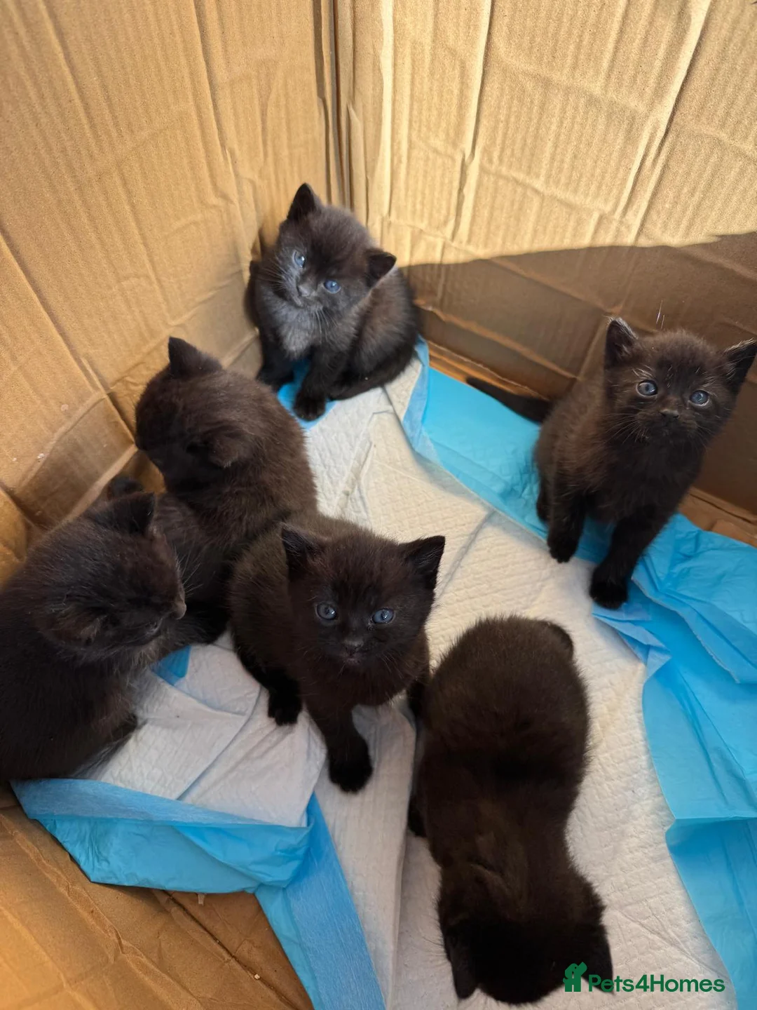 Mixed Breed cats for sale: British short hair X Bombay - Advert 2
