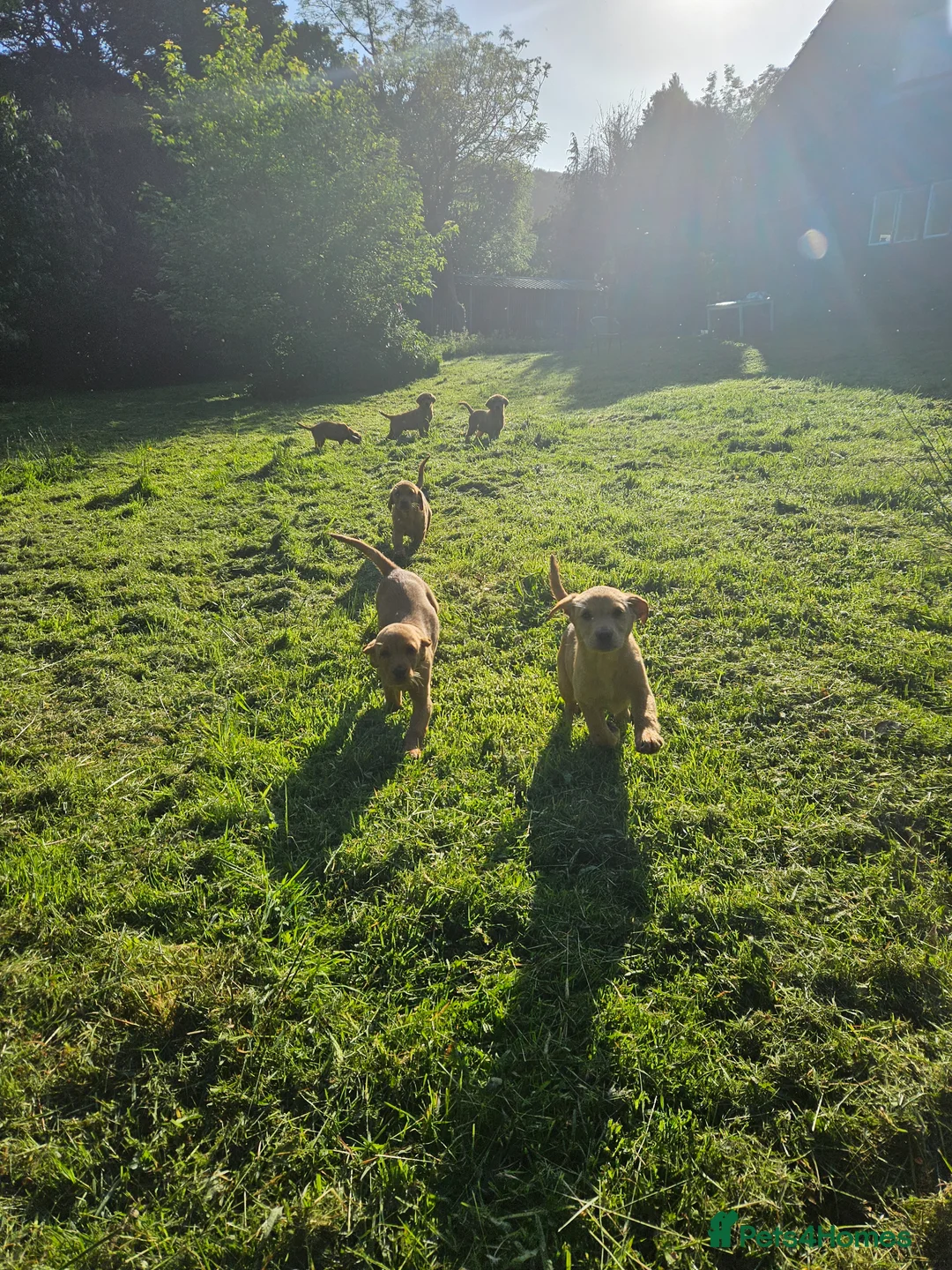 Labrador Retriever dogs for sale: Labrador puppies  - Advert 2