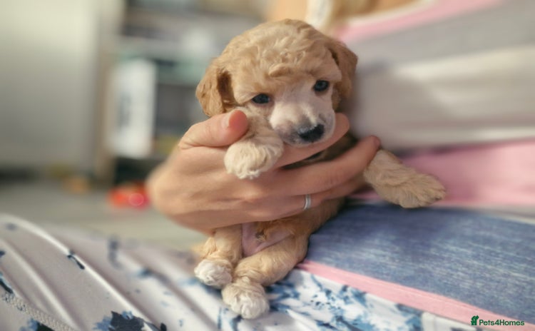 Toy Poodle dogs - Advert 4