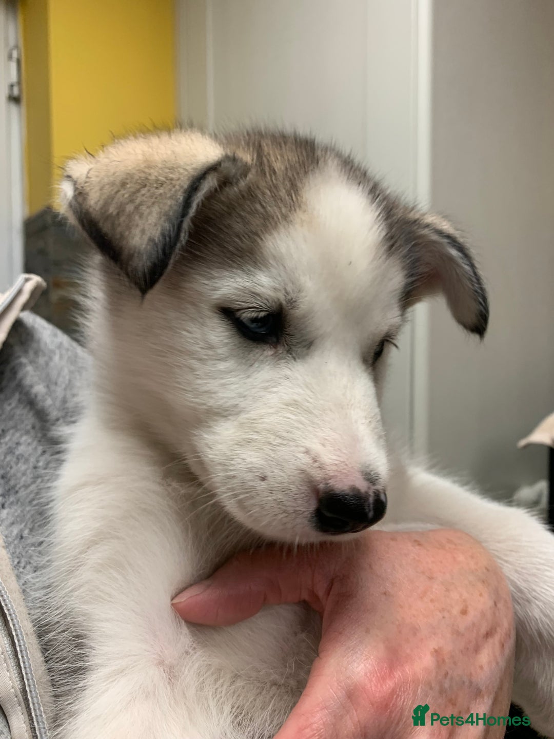 Utonagan dogs for sale: Husky x malamute  - Image 27