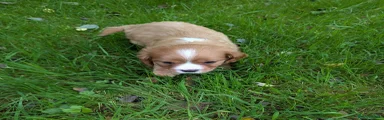 Cavalier King Charles Spaniel 5