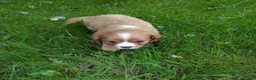 Cavalier King Charles Spaniel dogs for sale: Health Tested KCReg Cavalier King Charles Spaniel - Advert 8