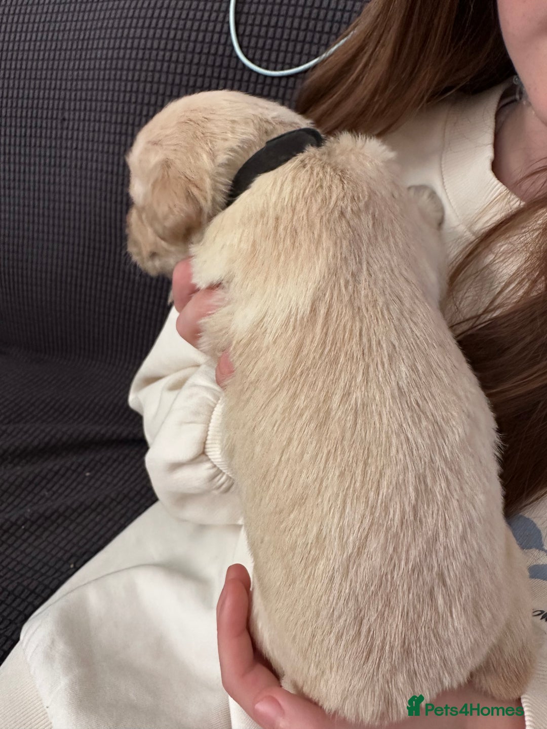 Golden Retriever dogs for sale: Daisy’s first litter - Advert 12