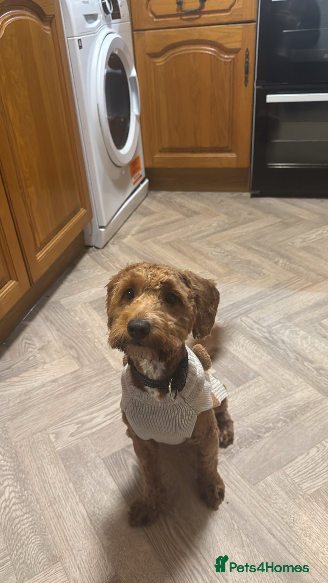 Cockapoo dogs for sale: Rusty - Image 2