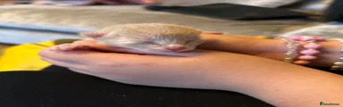 Siamese 7